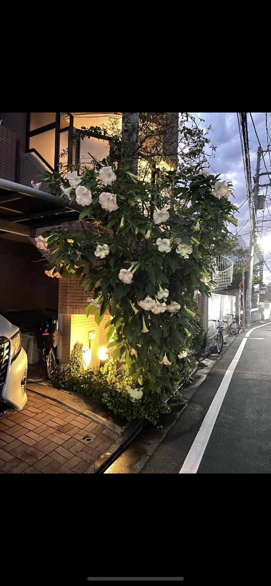 新宿安靜の家-A Quiet Home In Shinjuku - A 26 Square Meter Double Bed Room That Feels Like Home Tokio Zewnętrze zdjęcie